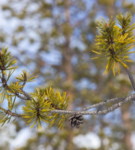 Spændingshovedpine misdiagnosticeres som migræne – og det koster dig tid og behandling